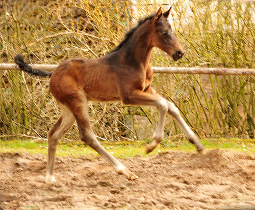 Schwalben Surprise v. Quantensprung x Totilas im Trakehner  Gestt Hmelschenburg