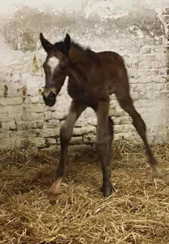 Trakehner Colt by High Motion out of Val de Vienne by Exclusiv - Foto  Langels