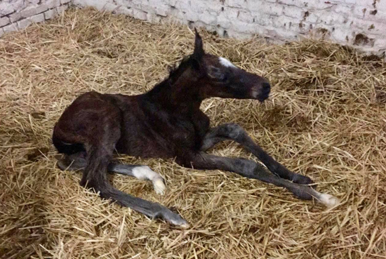 Trakehner Colt by High Motion out of Val de Vienne by Exclusiv - Foto  Langels