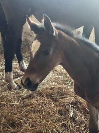 Trakehner Colt by High Motion out of Val de Vienne by Exclusiv - Foto  Langels