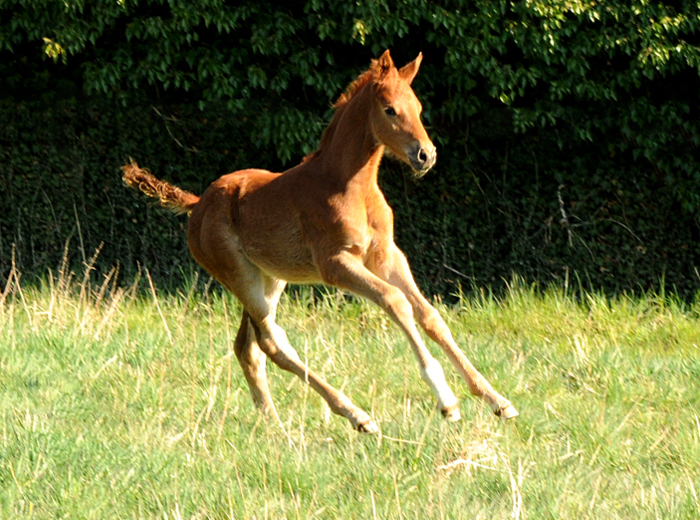 03.04.2022 - Trakehner Gestt Hmelschenburg - 
Foto: Beate Langels