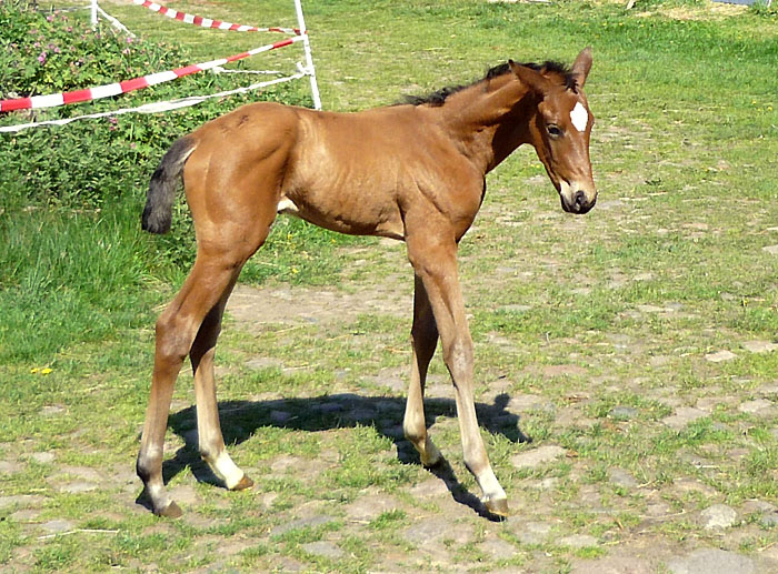 Stutfohlen von Freudenfest