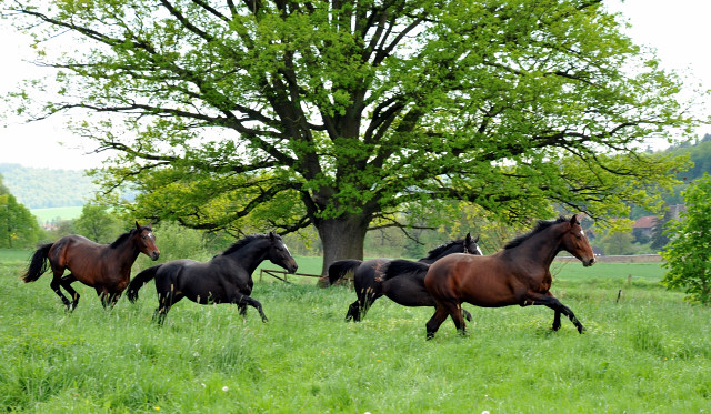 Die zweijhrigen Hengste genieen die Weidesaison 2014 - Foto: Beate Langels