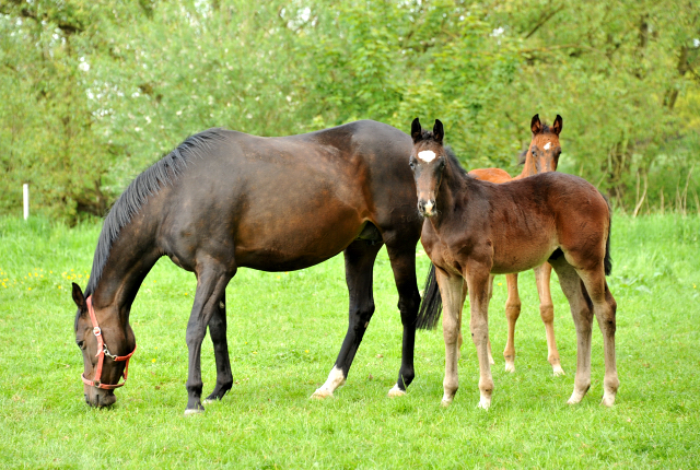 Schwalbenfeder mit ihrem Hengstfohlen von Kostolany im Gestt Hmelschenburg - Foto: Beate Langels