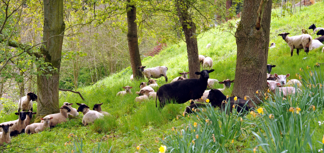 Gestüt Hämelschenburg am 3. Mai 2016