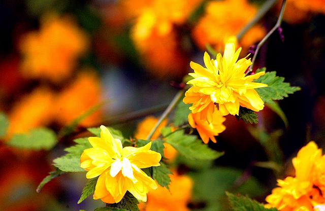Gestüt Hämelschenburg am 2. Mai 2016