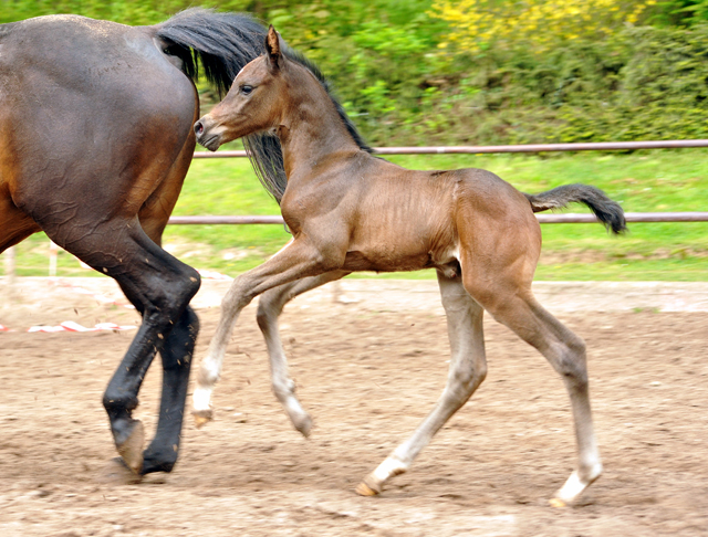 Stutfohlen von Saint Cyr u.d. Kaiserspiel v. Exclusiv - Gestüt Hämelschenburg am 3. Mai 2016