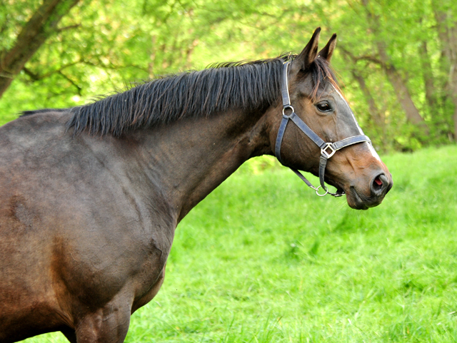 Kaiserspiel - Trakehner Gestt Hmelschenburg - Foto: Beate Langels