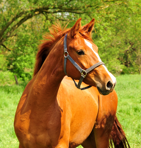 Glory Fire v. Alter Fritz x Saint Cyr - Trakehner Gestt Hmelschenburg - Foto: Beate Langels