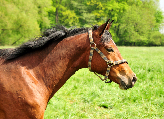 Trakehner Gestt Hmelschenburg - Foto: Beate Langels