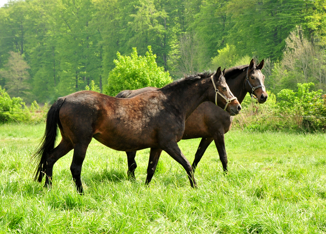 Schwalbenfeder und Kaiserspiel - Trakehner Gestt Hmelschenburg - Foto: Beate Langels