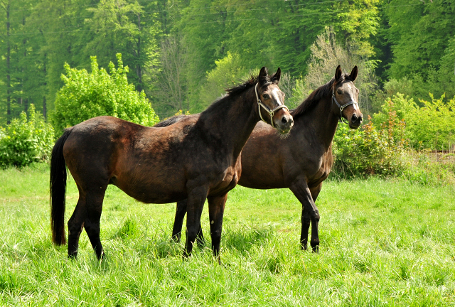 Trakehner Gestt Hmelschenburg - Foto: Beate Langels