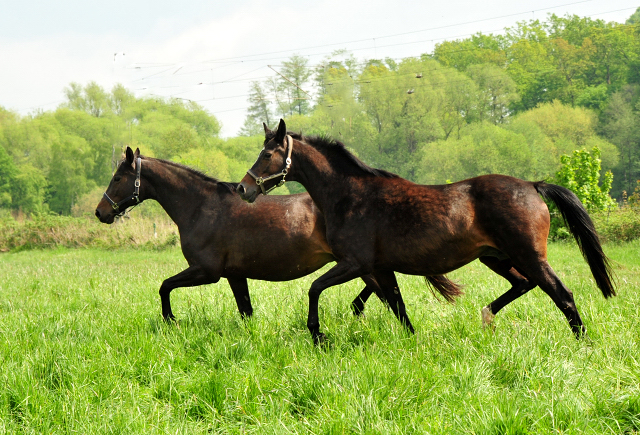 Schwalbenfeder und Kaiserspiel - Trakehner Gestt Hmelschenburg - Foto: Beate Langels