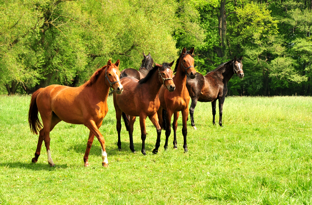 Trakehner Gestt Hmelschenburg - Foto: Beate Langels