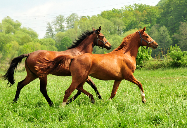 Schwalbe's Beauty und Glory Fire - Trakehner Gestt Hmelschenburg - Foto: Beate Langels