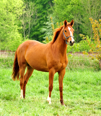 Glory Fire v. Alter Fritz x Saint Cyr - Trakehner Gestt Hmelschenburg - Foto: Beate Langels