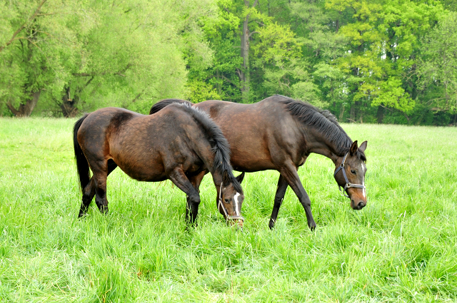 Schwalbenfeder und Kaiserspiel - Trakehner Gestt Hmelschenburg - Foto: Beate Langels