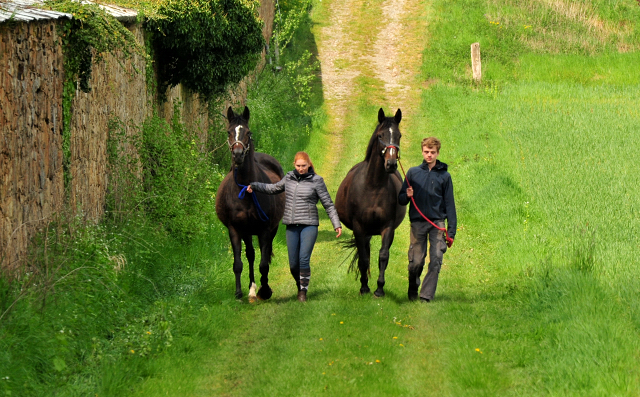 Schwalbenfeder und Kaiserspiel - Trakehner Gestt Hmelschenburg - Foto: Beate Langels