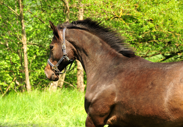 Trakehner Gestt Hmelschenburg - Foto: Beate Langels