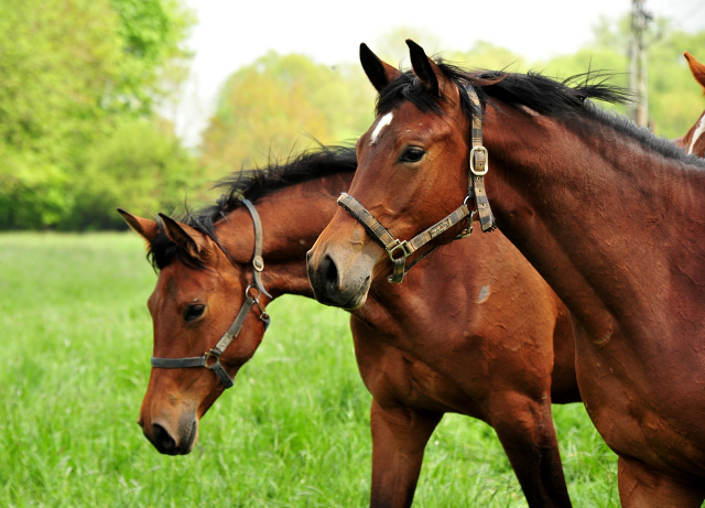 Trakehner Gestt Hmelschenburg - Foto: Beate Langels