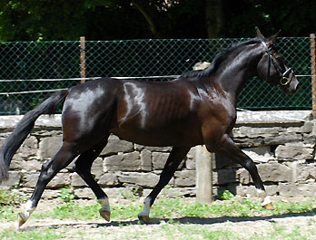 Koline von Alter Fritz im Juni 2010