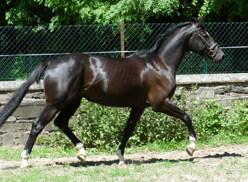 Koline von Alter Fritz im Juni 2010