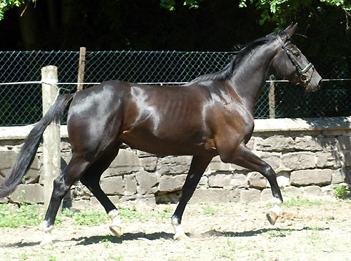 Koline von Alter Fritz im Juni 2010