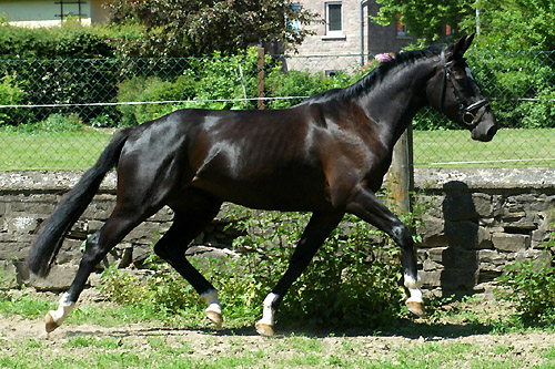 Koline von Alter Fritz im Juni 2010