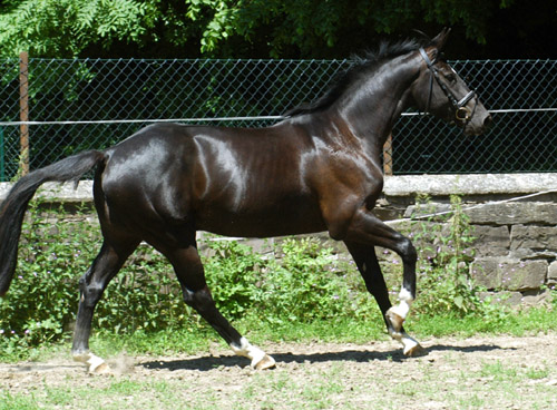 Koline von Alter Fritz im Juni 2010