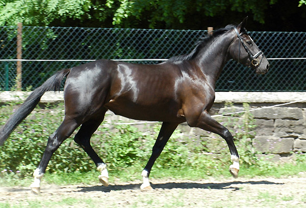 Koline von Alter Fritz im Juni 2010