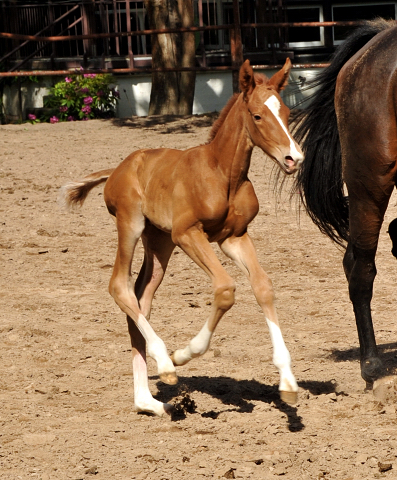 Wenige Stunden alt: Oldenburger Stutfohlen von Shavalou  u.d. Beloved v. Kostolany - Foto: Beate Langels - Trakehner Gestt Hmelschenburg