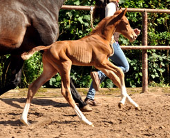 Stutfohlen von Shavalou - Kostolany - Sandro