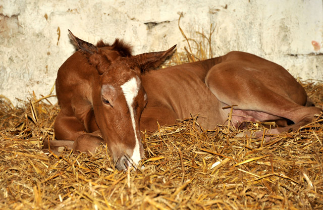 Oldenburger Filly by Shavalou out of Beloved by Kostolany- Foto: Beate Langels - Trakehner Gestt Hmelschenburg