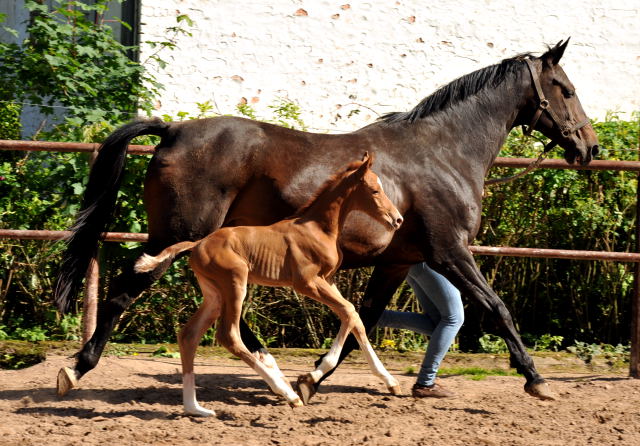 Wenige Stunden alt: Oldenburger Stutfohlen von Shavalou  u.d. Beloved v. Kostolany - Foto: Beate Langels - Trakehner Gestt Hmelschenburg