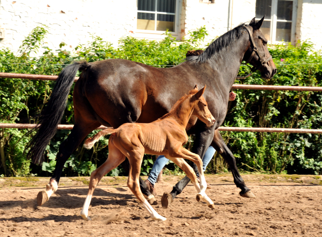 Wenige Stunden alt: Oldenburger Stutfohlen von Shavalou  u.d. Beloved v. Kostolany - Foto: Beate Langels - Trakehner Gestt Hmelschenburg