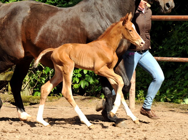 Wenige Stunden alt: Oldenburger Stutfohlen von Shavalou  u.d. Beloved v. Kostolany - Foto: Beate Langels - Trakehner Gestt Hmelschenburg