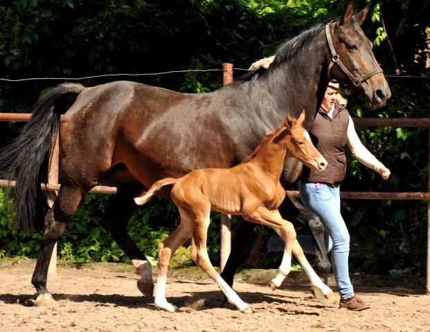 Wenige Stunden alt: Oldenburger Stutfohlen von Shavalou  u.d. Beloved v. Kostolany - Foto: Beate Langels - Trakehner Gestt Hmelschenburg