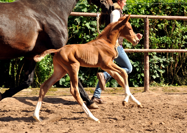 Wenige Stunden alt: Oldenburger Stutfohlen von Shavalou  u.d. Beloved v. Kostolany - Foto: Beate Langels - Trakehner Gestt Hmelschenburg