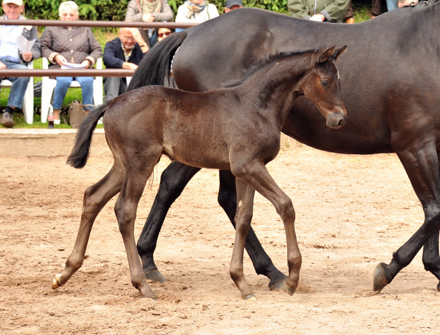 Trakehner Hengstfohlen von Oliver Twist - Summertime - Rockefeller, Foto: Beate Langels