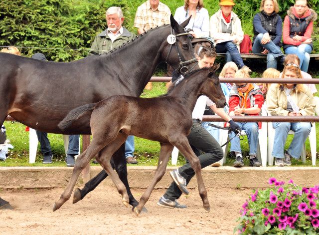 Trakehner Hengstfohlen von Oliver Twist - Summertime - Rockefeller, Foto: Beate Langels