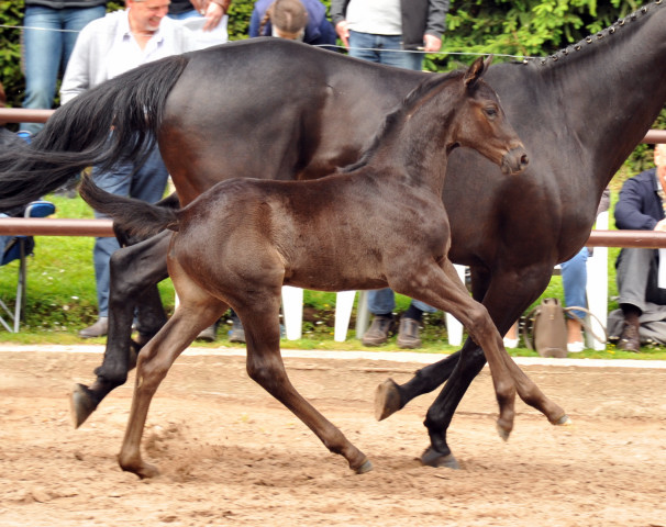 Trakehner Hengstfohlen von Oliver Twist - Summertime - Rockefeller, Foto: Beate Langels