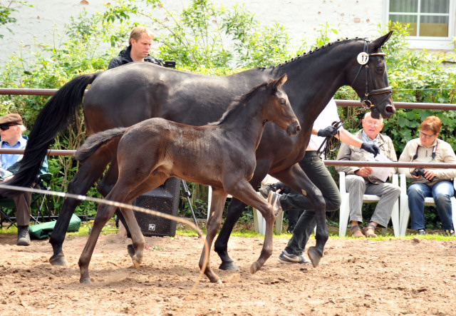 Trakehner Hengstfohlen von Oliver Twist - Summertime - Rockefeller, Foto: Beate Langels