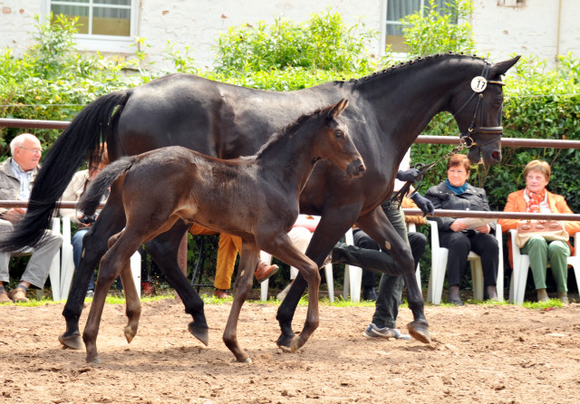 Trakehner Hengstfohlen von Oliver Twist - Summertime - Rockefeller, Foto: Beate Langels