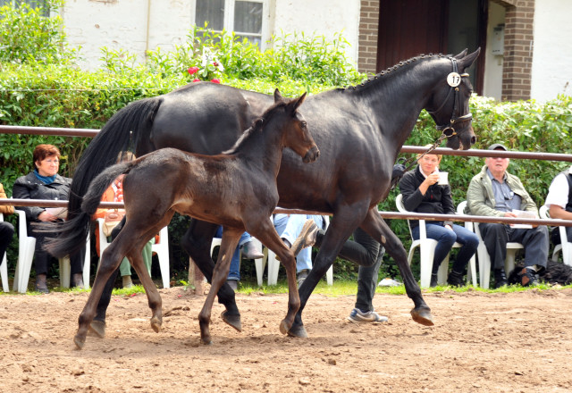 Trakehner Hengstfohlen von Oliver Twist - Summertime - Rockefeller, Foto: Beate Langels