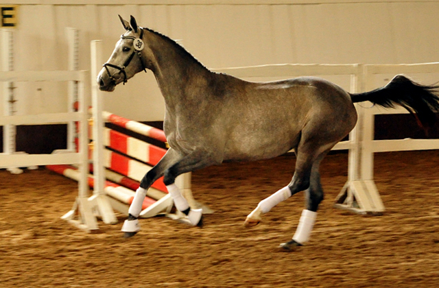 Trakehner Stute Tea Cup von Exclusiv u.d. Teatime v. Summertime - Foto: Beate Langels - Trakehner Gestt Hmelschenburg