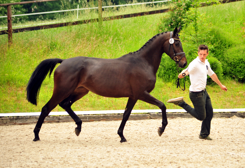 Prmienstute Henriette von Saint Cyr x Hofrat x Fahnentrger - Foto: Beate Langels