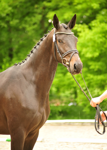 Prmienstute Henriette von Saint Cyr x Hofrat x Fahnentrger - Foto: Beate Langels