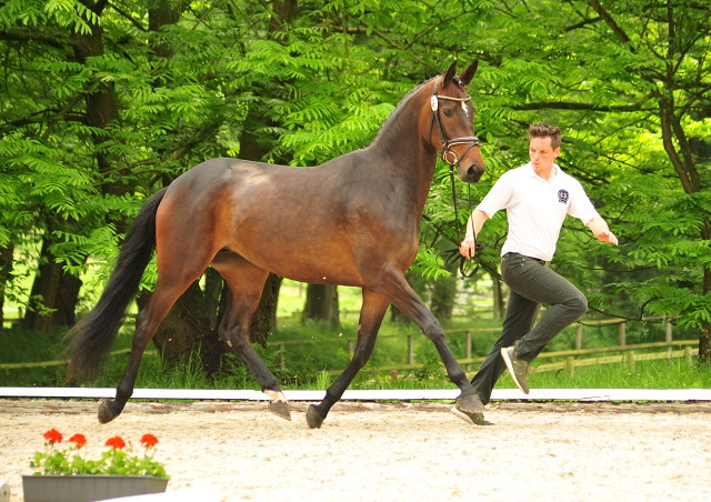 Prmienstute Anuschka  von Saint Cyr x Lauries Crusador xx - Foto: Beate Langels