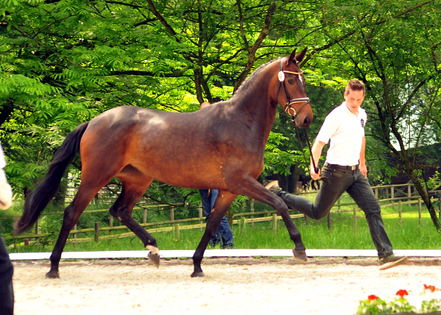 Prmienstute Anuschka  von Saint Cyr x Lauries Crusador xx - Foto: Beate Langels