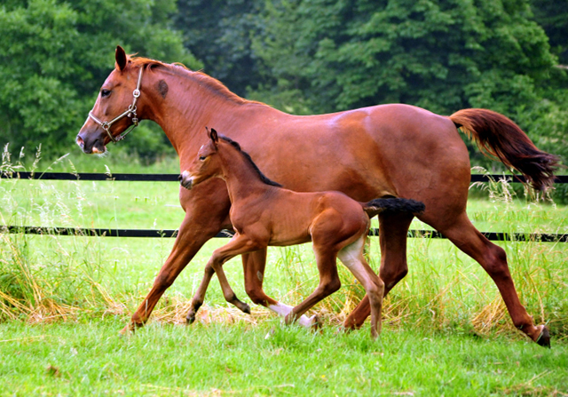 Klassic mit Tochter Klassic Moment v. His Moment - Foto: Beate Langels